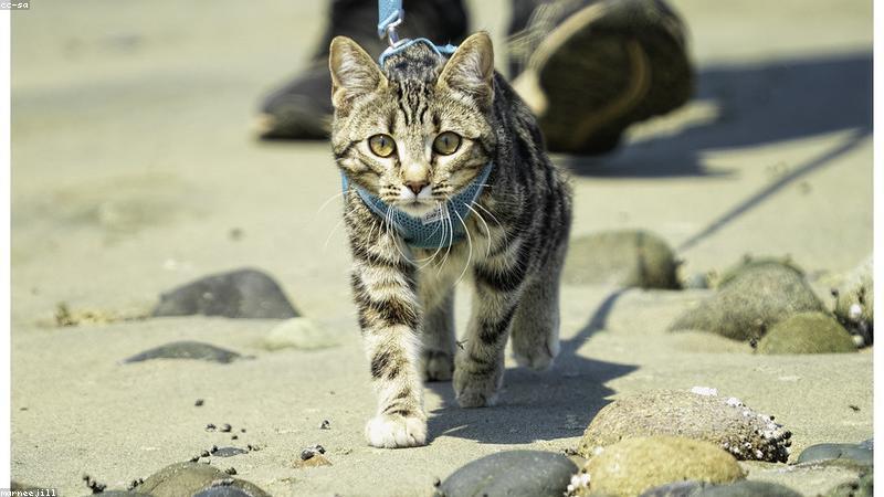 cilimao磁力猫磁力搜索主视觉